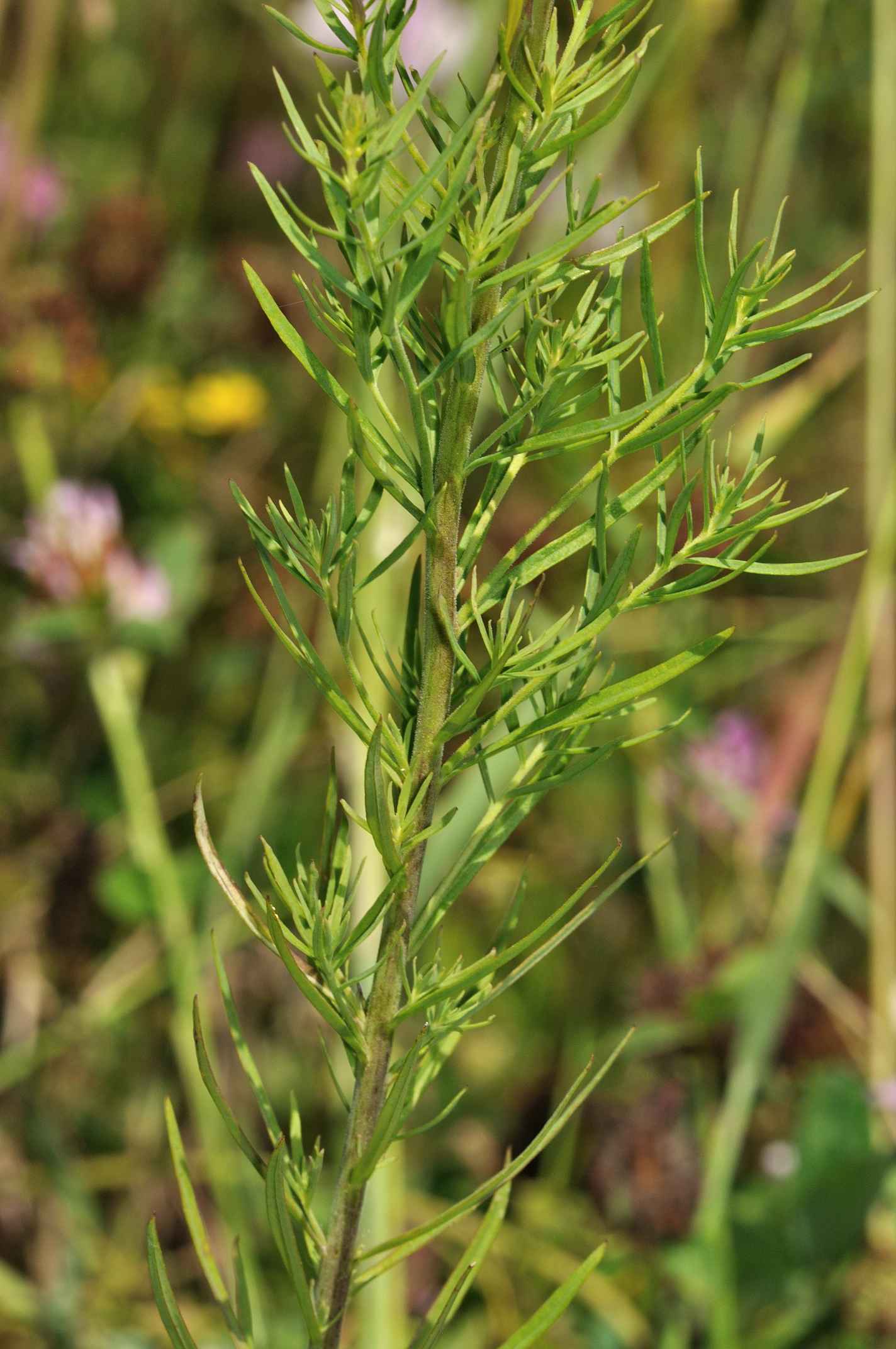 Linaria vulgaris